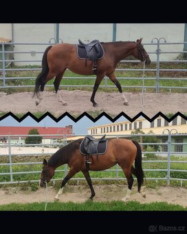 Líbivá 6-letá klisna - do konce roku cena dohodou - 7