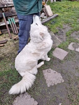 Slovenský čuvač bez PP - 7