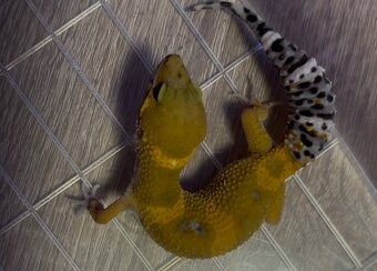 Gekončík noční 2.0 Tangerine 35g - 7