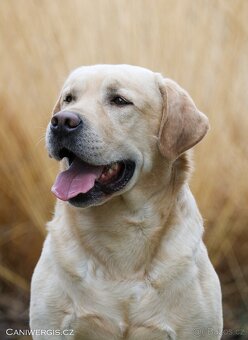 Labradorský retrívr s PP - 7