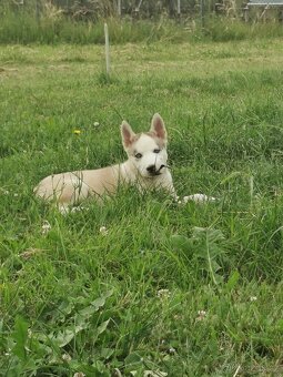 Sibiřský Husky - štěňátka - 7