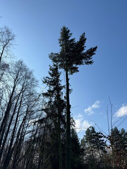 Plošina pronájem, kácení stromů, čištění střech - 7