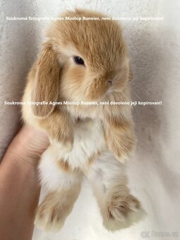 Minilop zakrslý beránek králík z chovné stanice - 7