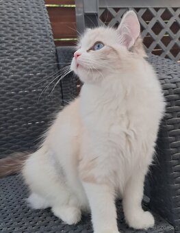 Kočička  ragdoll s PP - 7