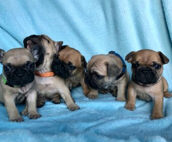 Francouzský buldoček s PP - 7