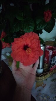 Ibišek - Hibiscus rosa, Orchidej - Phalaenopsis - 7