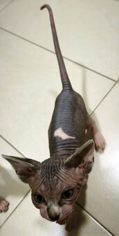 Kanadský sphynx kluk - 7