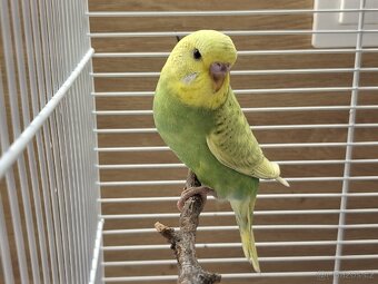 Andulky vlnkovane - 7