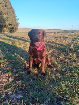 Labradorský retrívr s PP- krytí - 7