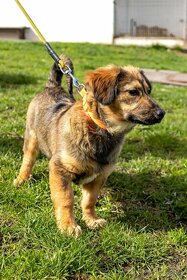 GIDELON -pes, štěně 4 měsíce, většího vzrůstu - 7