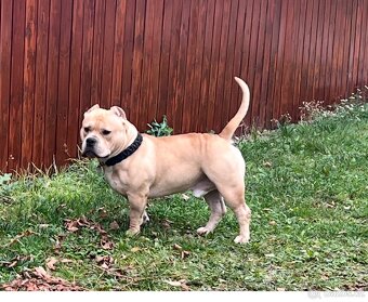 AMERICAN BULLY POCKET KRYTÍ - 7