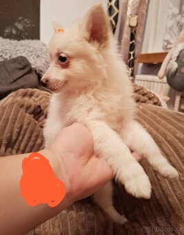 Stěně Špic Pomeranien - 7