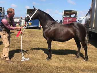 Welsh pony of cob type, sekce C - 7
