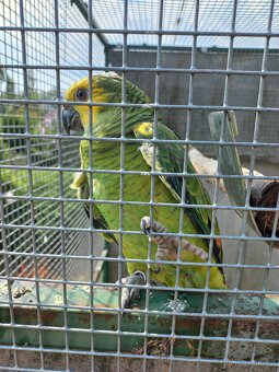 Amazoňan modročelý - 7