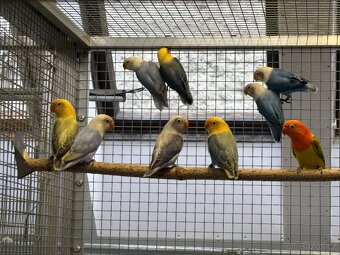 Agapornis fischeri - 7