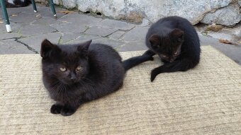 DARUJI KOŤÁTKA - 7