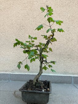 Bonsai, Bonsaj, jamadori, javor babyka - 7