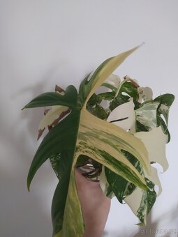 Monstera Albo Variegata - 7
