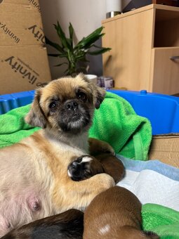 Štěňata kříženci Tibetského španěla a Jack Russella - 7