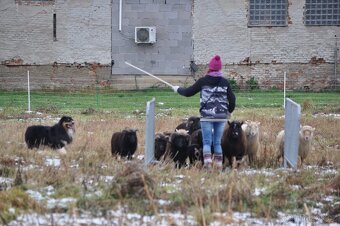 Austrálsky ovčák/krytie/ - 7