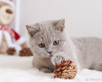 Britská koťátka s PP - 7