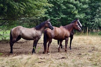 Krásná Grullo Klisna - 7