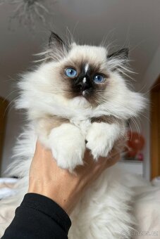 Ragdoll kocourek s PP - 7