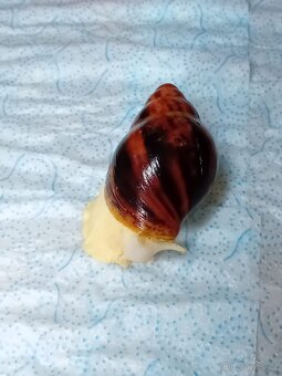 Africký  šnek Archachatina Marginální  suturalis - 7