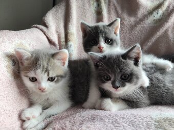 Britská koťátka modrá bicolor - 7