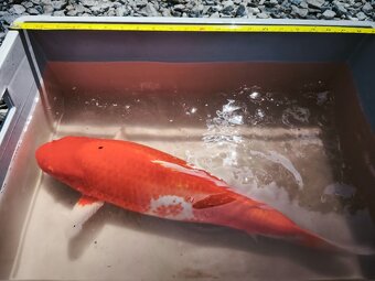 KOI kapr cca 50cm - 7