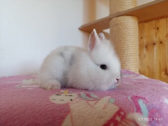Zakrslí králíci teddy, lvíček, krátkosrstý - očkovaní - 7