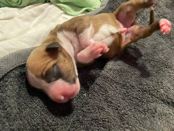 🐾 Americký stafordširský teriér – štěňátka s PP k rezervaci - 7