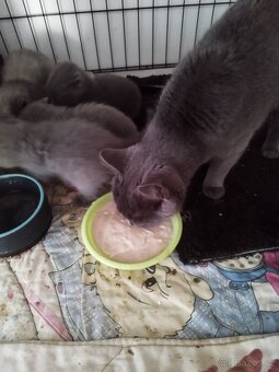 Prodám britská modrá koťátka - 7