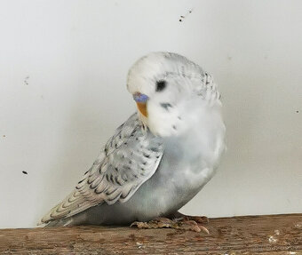 Andulka vlnkovaná 2025 po výstavních rodičích - 7