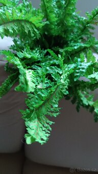 Umělé kapradí - 7