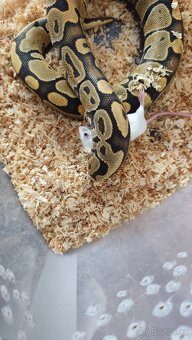 Krajta královská - 7