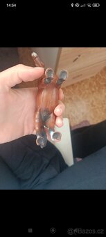 Schleich arabský kůň, valach - 7