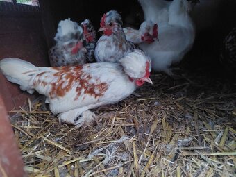 Vlaška exchequer, leghorn a bregovská dzinka - 7