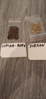 Prodám semena Modry vlci bob lupina , také semena Durmanu žl - 7
