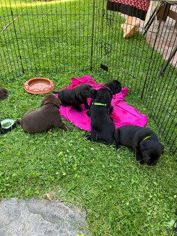 Labradorský retriever - štěňátka - 7