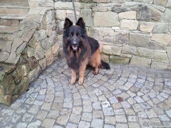 Německý ovčák dlouhosrstý -krytí - 7