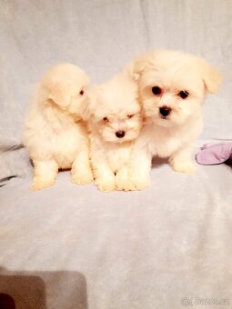 Maltézský psík - 7