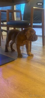 Bordeauxska doga s PP - 7