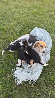 Štěně bígla Praha / bigl, bígl, beagle štěňata - 7