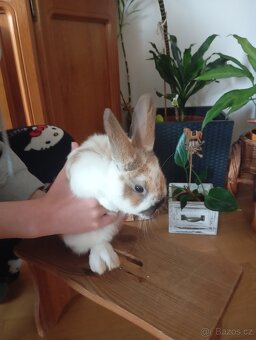 Zakrslý králíček beránek - 7