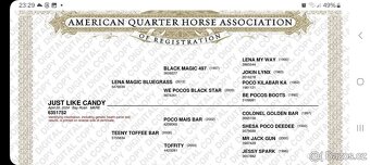 Roční klisna QH barvy Bay Roan - 7