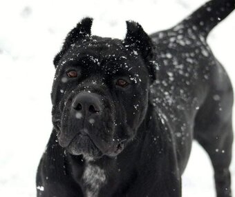 Cane corso šteniatka s rodokmeňom - 7
