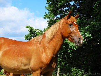 Dvouletý valach pony - 7