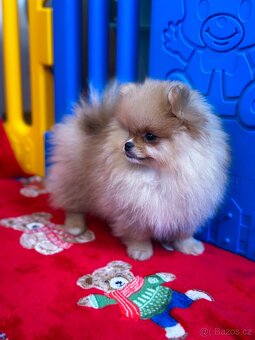 Mini Pomeranian s PP - 7