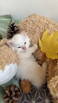 Ragdoll - 7